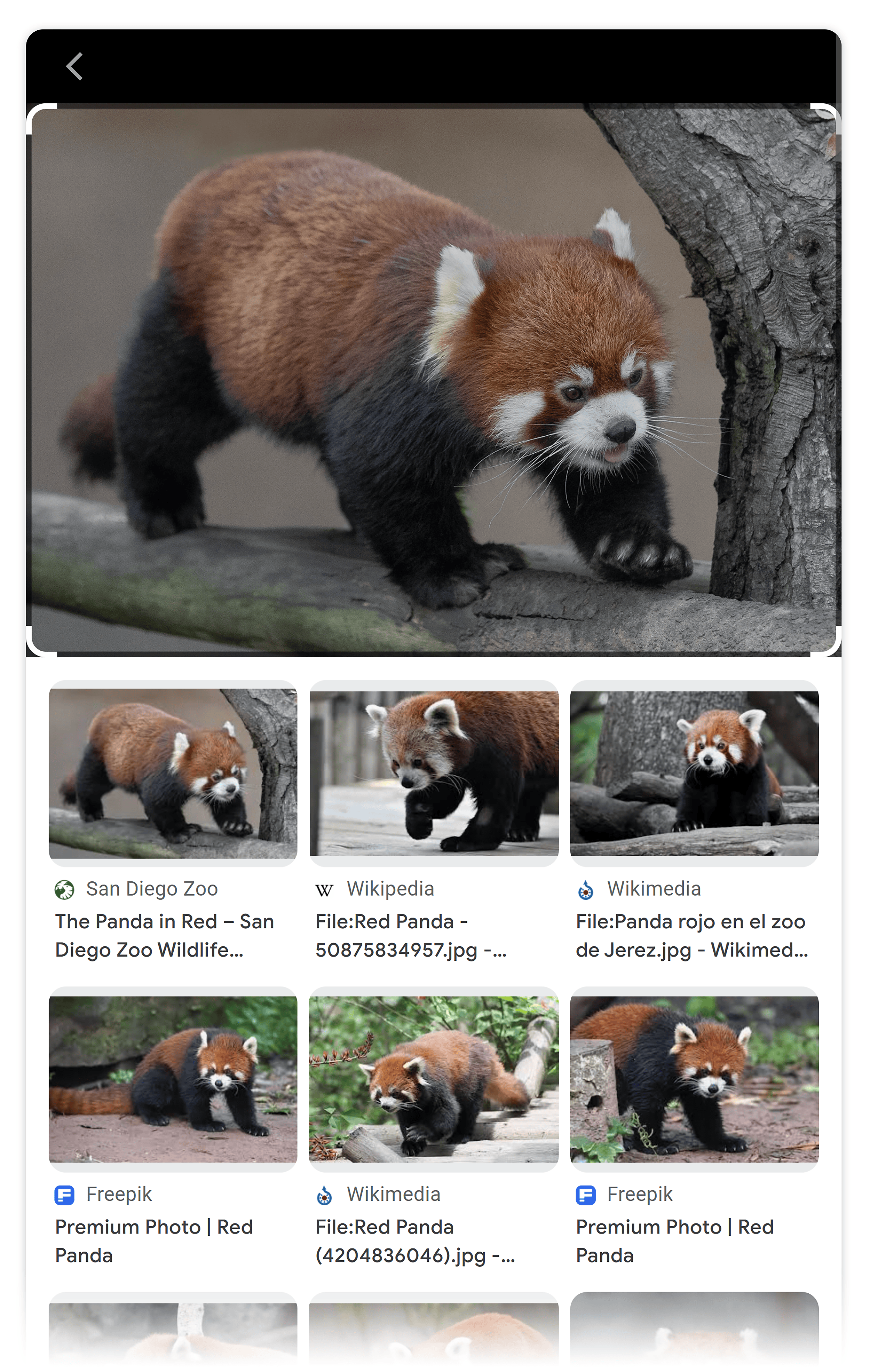 Red panda – Google Lens results